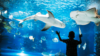 Aquarium vendée