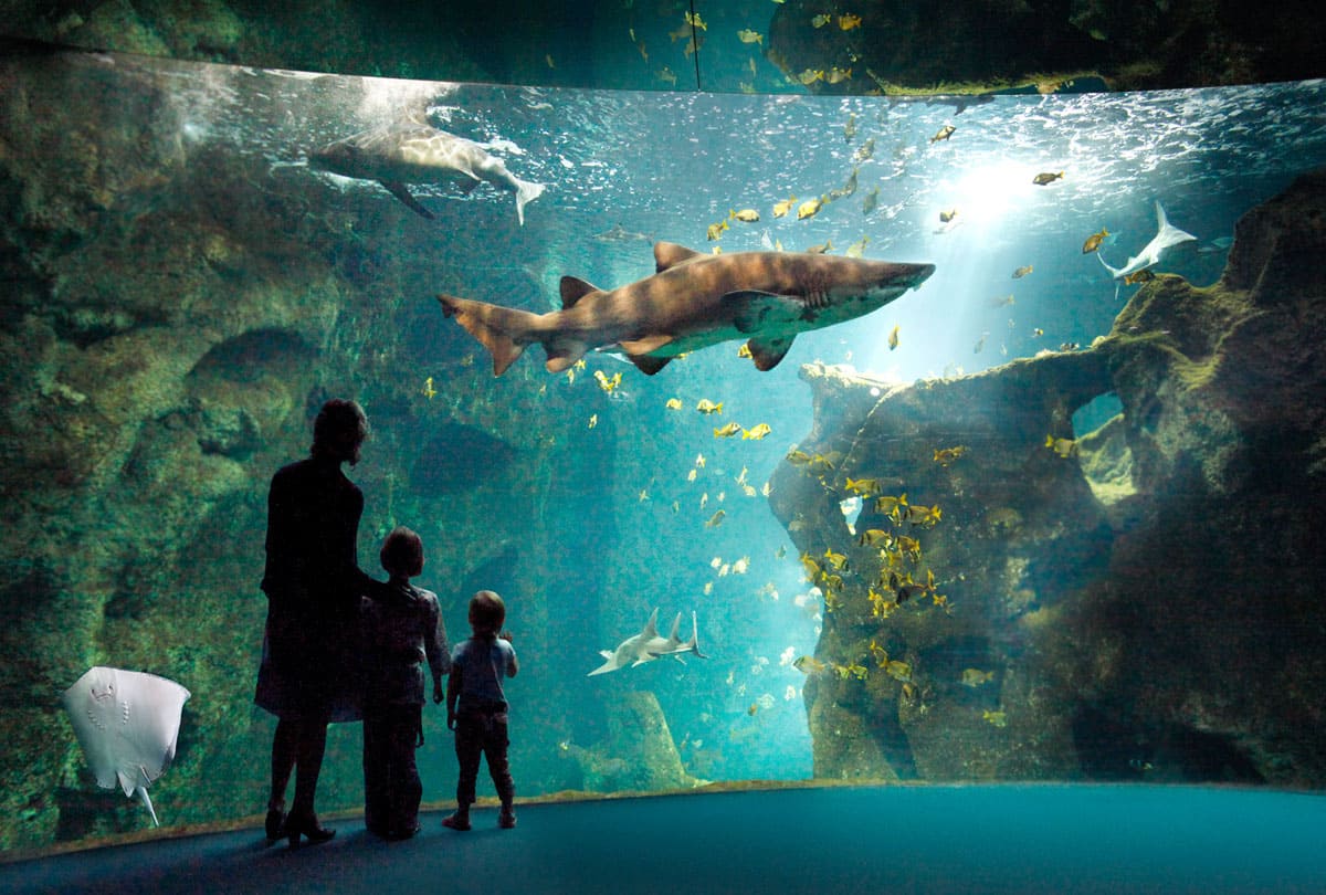 Aquarium Talmont saint hilaire