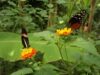 Ile aux papillons noirmoutier