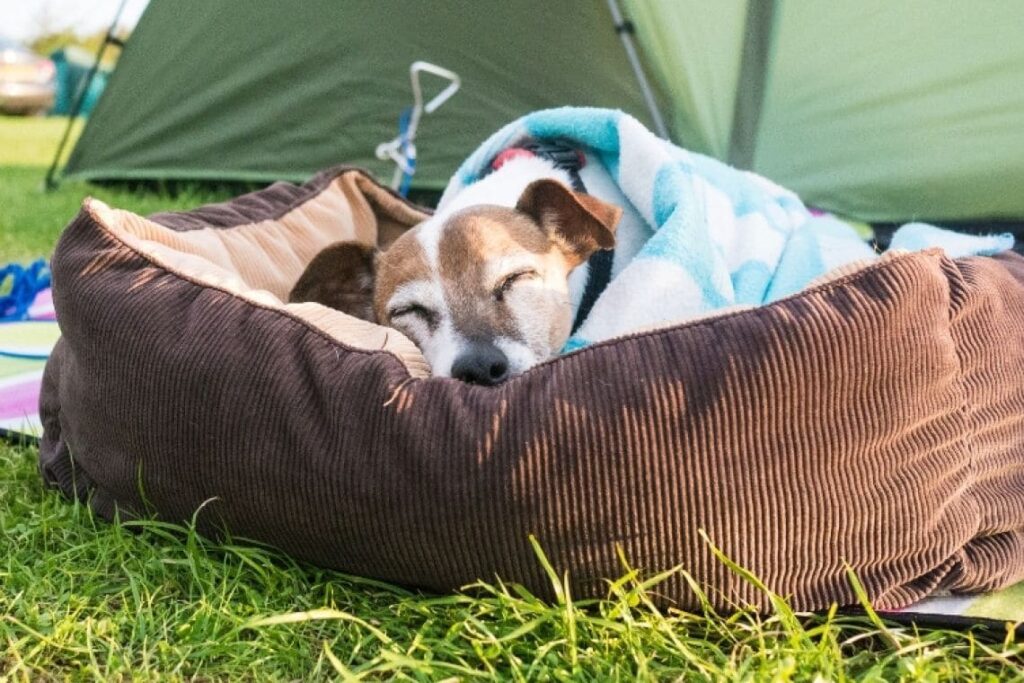 camping chien admis en Vendée