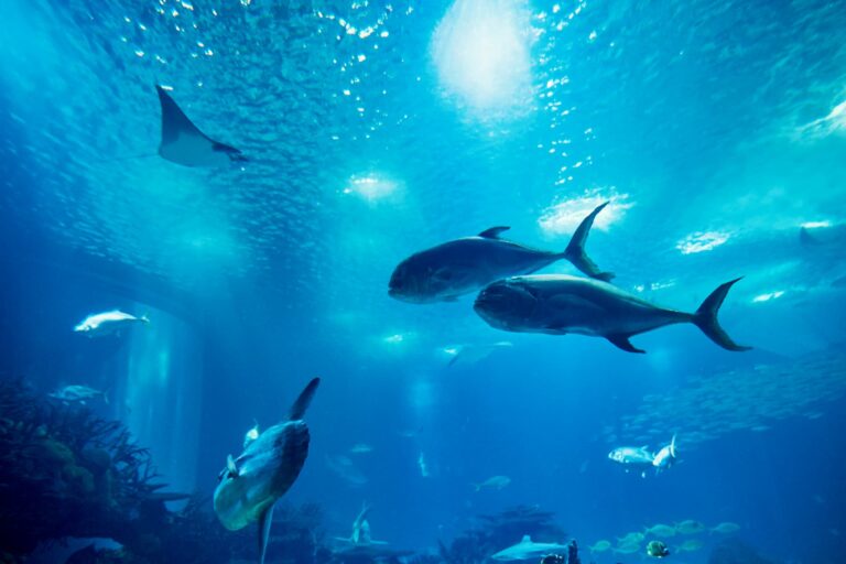 Bassin de l’aquarium de Vendée à Talmont-Saint-Hilaire